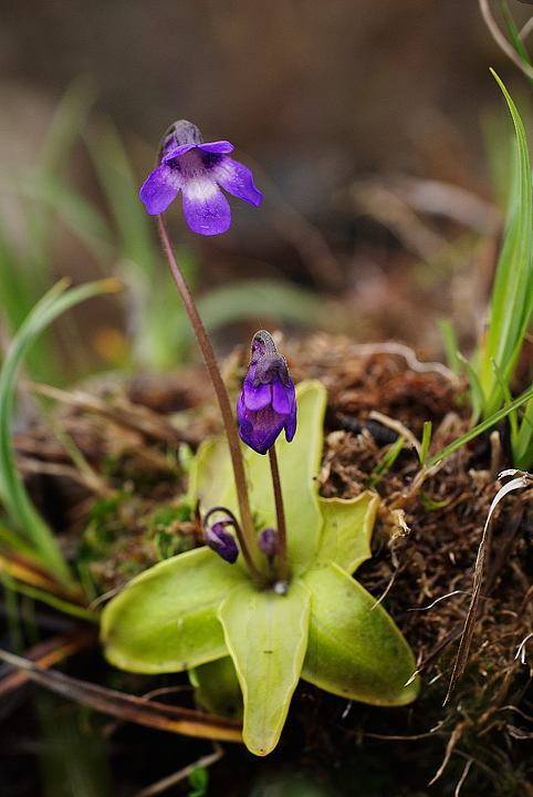 Pinguicula vulgaris / Pinguicola comune